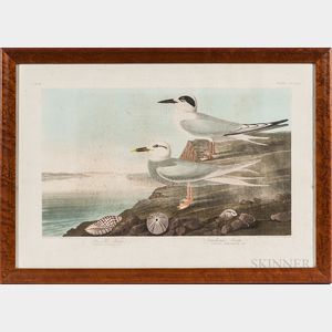 John James Audubon (1785-1851) Havell's Tern/Trudeau's Tern