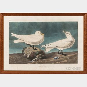 John James Audubon (1785-1851) Ivory Gull
