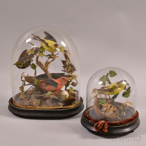 Two Taxidermy Bird Scenes with Domes