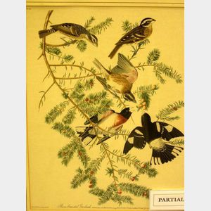 Lot of Four Ornithological Prints