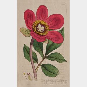 (Botanical),Sowerby, James (1757-1822) & Smith, Sir James Edward (1759-1828)