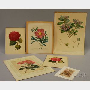 Five Unframed Hand-colored Botanical Prints.