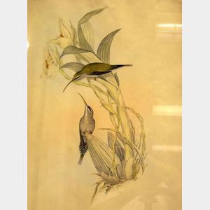 Two Gould and Richter Ornithological Prints