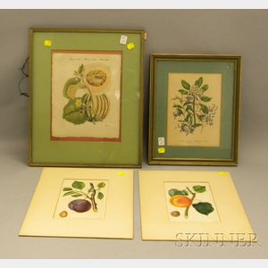 Four Assorted Hand-colored Botanical and Fruit Prints
