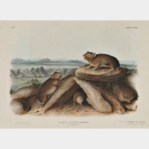 Audubon, John James (1785-1851) Little Chief Hare, Plate LXXXIII.