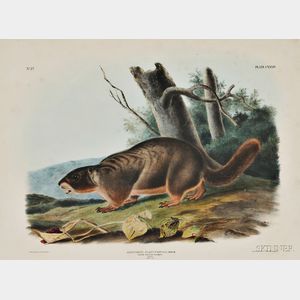 Audubon, John James (1785-1851) Yellow-bellied Marmot, Plate CXXXIV.