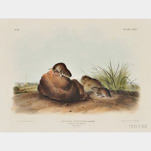 Audubon, John James (1785-1851) Lecontes Pine Mouse, Plate LXXX.