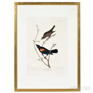 Audubon, John James (1785-1851) Prairie Starling, Plate CCCCXX.
