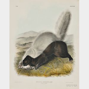 Audubon, John James (1785-1851) Texan Skunk, Plate LIII.