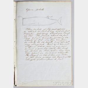 Handwritten and Hand-drawn "Descriptions of Whales by Capt. Thos. W. Roys Ship 'Sheffield' 1854,"