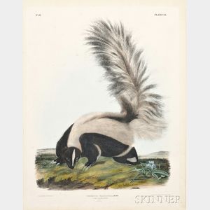 Audubon, John James (1785-1851) Large-tailed Skunk, Plate CII.