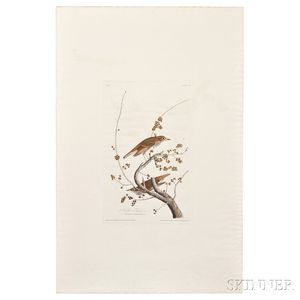 Audubon, John James (1785-1851) Hermit Thrush. Plate 58.
