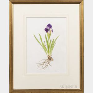 Victoria Goaman (British, b. 1951) Two Works: Iris reticulata hybrid