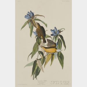Audubon, John James (1785-1851) Connecticut Warbler , Plate CXXXVIII.