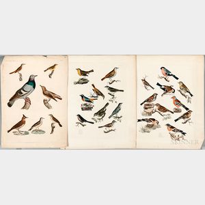 Three Hand-colored Engravings of Birds