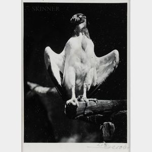 Lotte Jacobi (American, 1896-1990) King Vulture