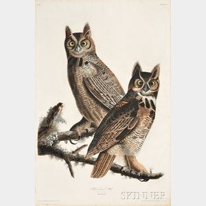 Audubon, John James (1785-1851) Great Horned Owl, Plate 61.