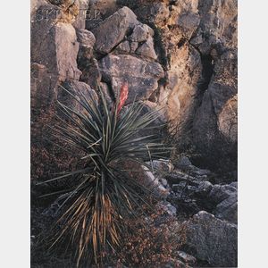Four Photographs: James Clinton Bones (American, b. 1943),Narrow Leafed Yucca
