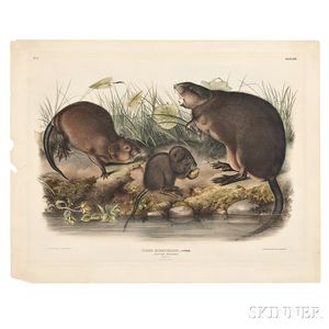 Audubon, John James (1785-1851) Musk-Rat, Musquash, Plate XIII.