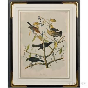 Audubon, John James (1785-1851) Rusty Grackle , Plate 222.