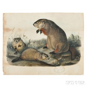 Audubon, John James (1785-1851) Ground-hog , Pre-publication Hand-colored Proof.