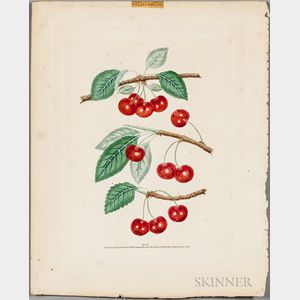 Brookshaw, George (1751-1823) Two Botanical Prints, Cherries and Plums.