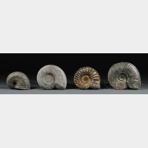 Four Ammonites