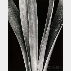 Brett Weston (American, 1911-1993) Lily Stalks
