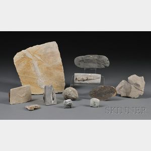 Large Assorted Collection of Fossils