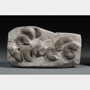 Group of Ammonites