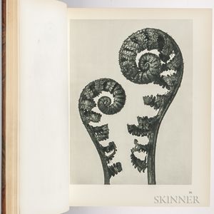 Blossfeldt, Karl (1865-1932) Konstformer i Naturen.