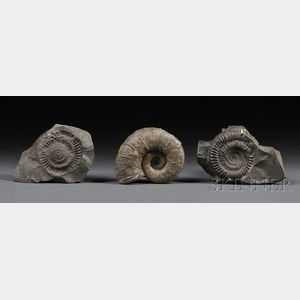 Three Ammonites