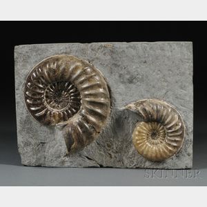 Ammonite Group