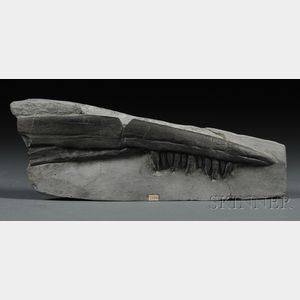 Ichthyosaur Jaw