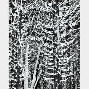 Ansel Adams (American, 1902-1984) Forest Detail, Winter, Yosemite National Park, California