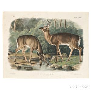 Audubon, John James (1785-1851) Common or Virginian Deer, Plate CXXXVI.
