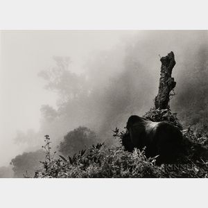 Sebastião Salgado (Brazilian, b. 1944) Ubumbwe in Mist over the Forest of the Bisoke Volcano, Rwanda