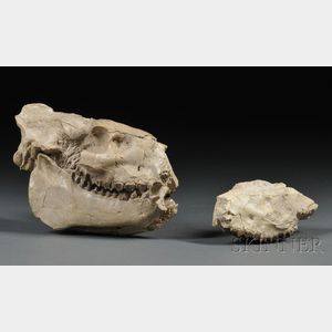Two Jaw Fossils