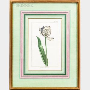 French School, 18th/19th Century Five Framed Botanical Prints of Tulips.