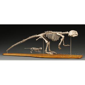 psittacosaurus fossil for sale