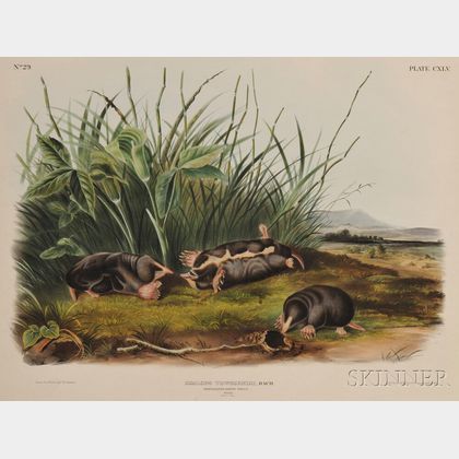 Audubon, John James (1785-1851) Townsend's Shrew Mole