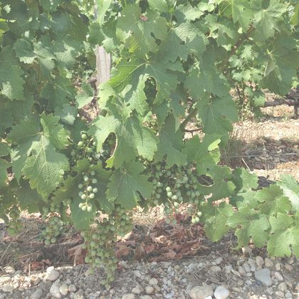 Giaconda Warner Vineyard Shiraz 2001, 6 bottles (oc) 