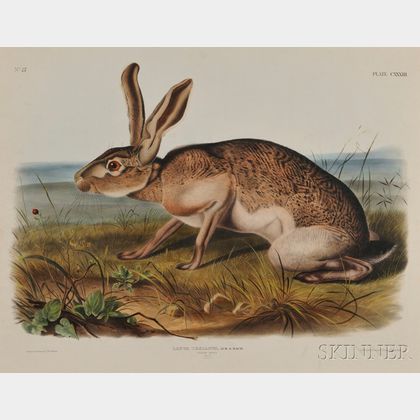 Audubon, John James (1785-1851) Texian Hare