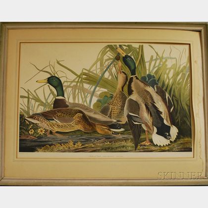 Reproduction Audubon Mallard Duck Collotype Print