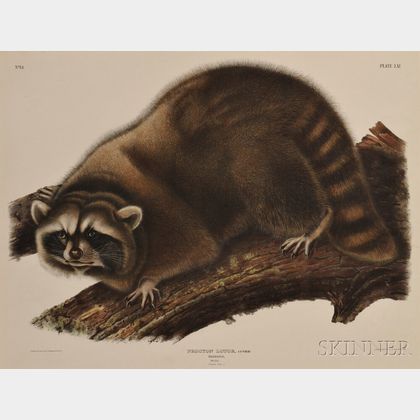 Audubon, John James (1785-1851) Raccoon, Male