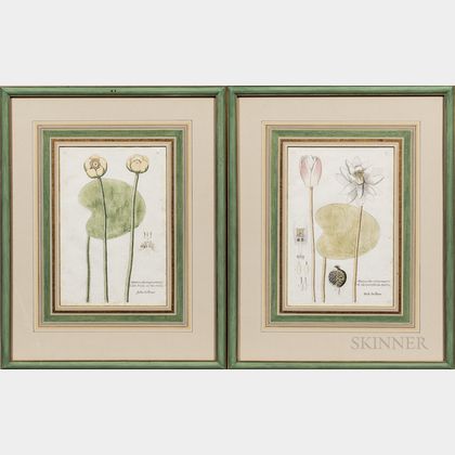Continental School, 18th/19th Century Two Botanical Prints of Waterlilies