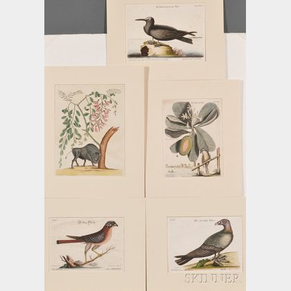 Mark Catesby (English, 1679?-1749),Four Hand-colored Ornithological Engravings