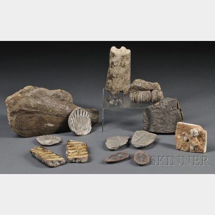 Collection of Fossils 
