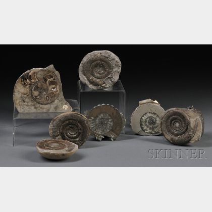 Six Ammonites 