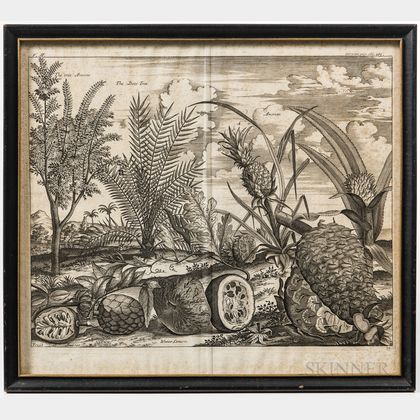 Two Framed Engravings of Fruits and Fruit Trees of Indonesia